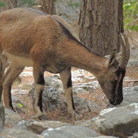 Samaria - a Kri Kri Goat